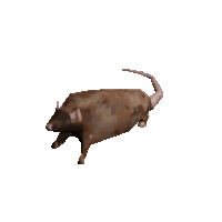 3D spinning rat